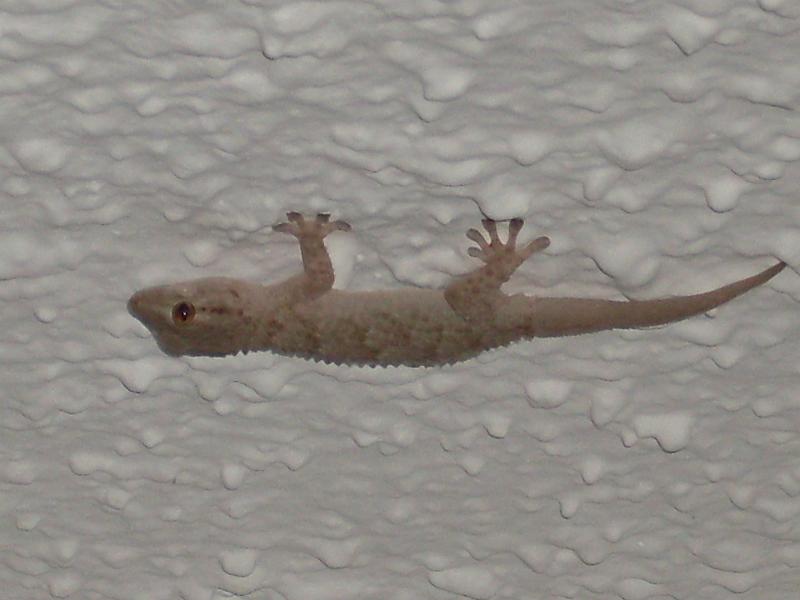 Spanien2010_3 014.jpg - A Gecko hanging on the ceiling